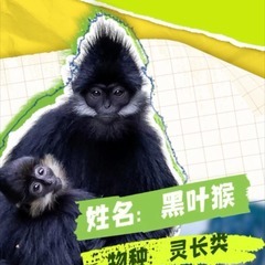 秀我中国｜探秘金佛山：黑叶猴的春天