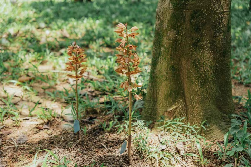 珍稀植物无叶美冠兰“惊现”南山荔香公园