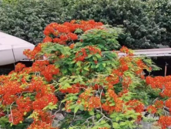空气中是初夏的味道！深圳迎晴好天气，近日宜洗晒、赏花……