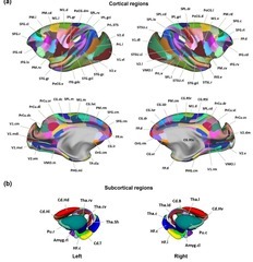 我国科学家为猕猴绘制全新大脑“空间地图”