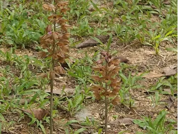 罕见！还是野生的！深圳南山一公园发现珍稀兰花