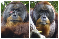 （外代一线）（3）红毛猩猩外敷内服草药治愈伤口