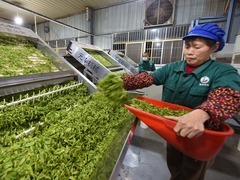 聚焦高质量发展丨楚茶越千年，产业奔千亿