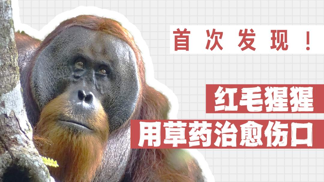 首次发现！红毛猩猩用草药治愈了自己的伤口