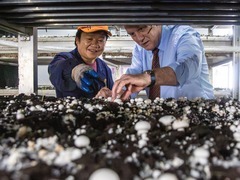 荷兰籍工程师皮特：我在中国“种蘑菇”