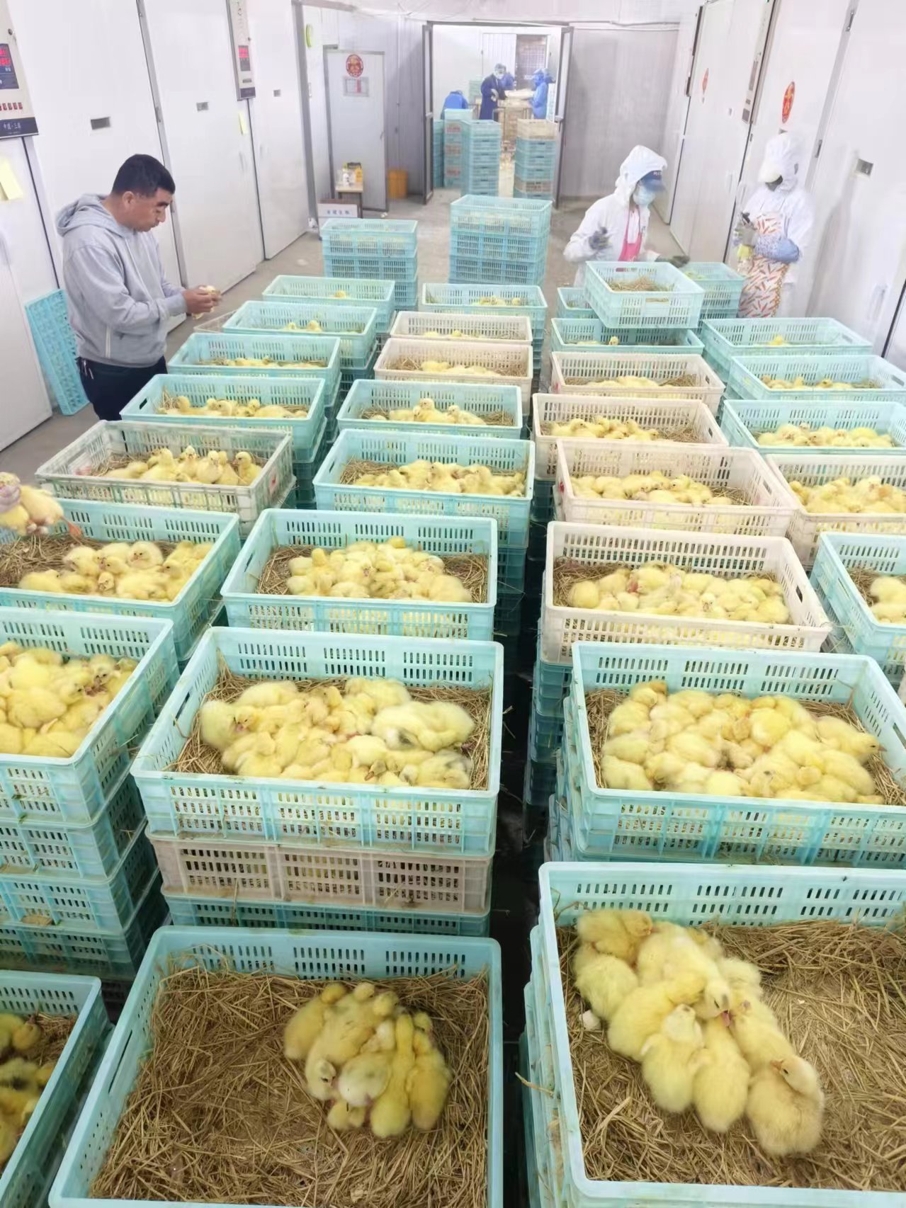 绥滨：发展特色鹅养殖 做大做强鹅产业