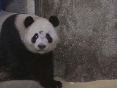 大熊猫“金喜”“茱萸”抵达西班牙，开启十年旅居