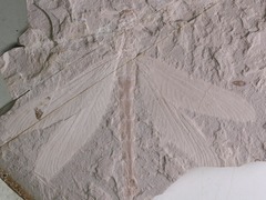 远古发现|距今1.65亿年，这只蜻蜓仍栩栩如生……