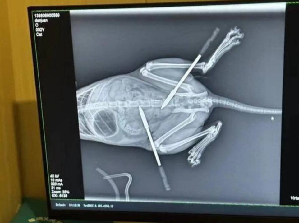 成都一小区流浪猫频遭弓弩射杀？嫌疑人已被抓获