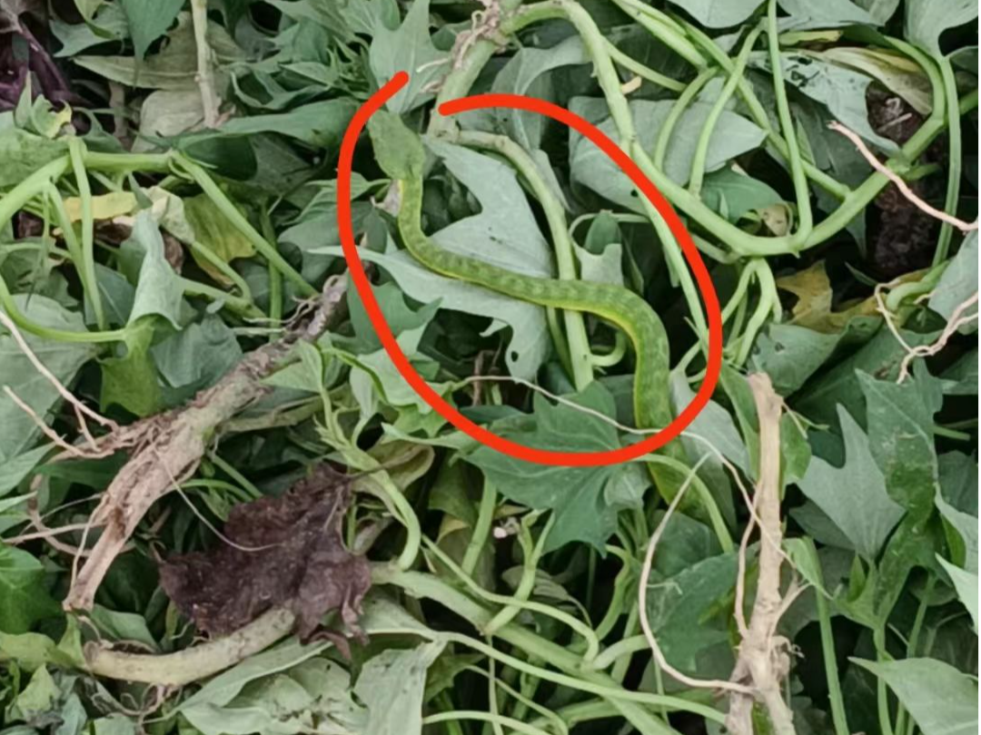 警惕！这种毒虫堪比“硫酸”，有人眼皮都烂了