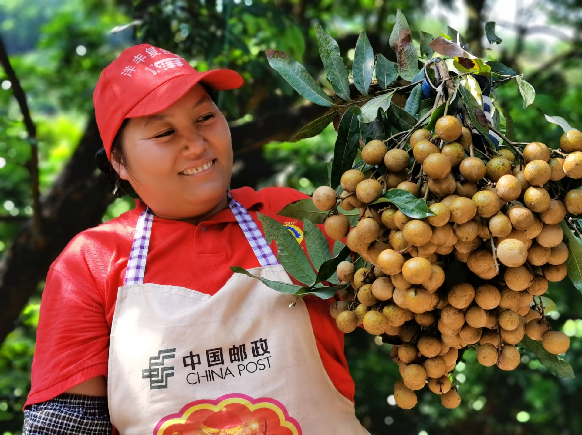 中国荔枝龙眼产业大会为何连续五年落户茂名？
