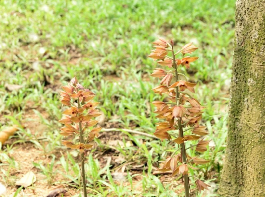 罕见！珍稀野生植物无叶美冠兰现身深圳