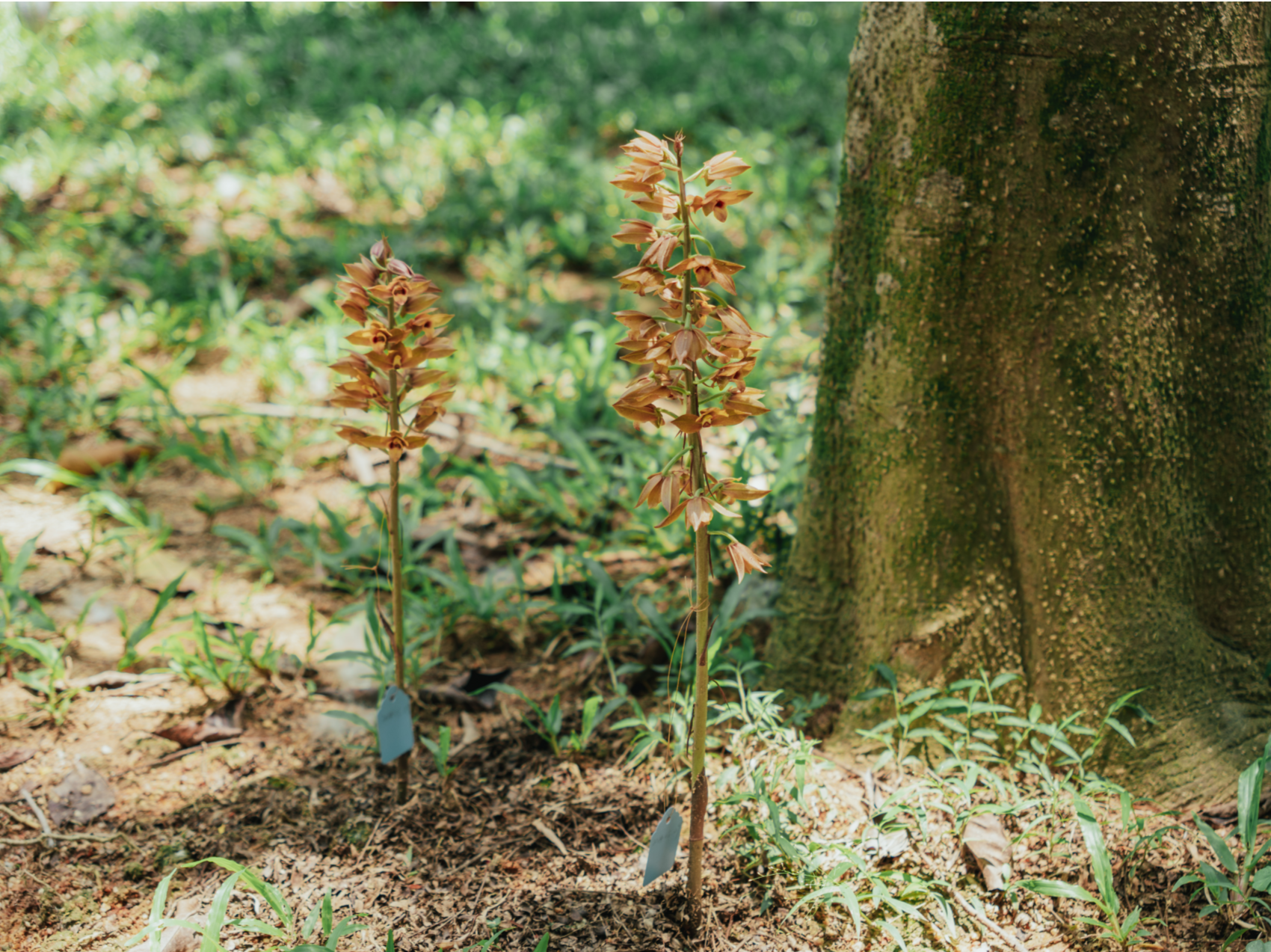 野生珍稀植物无叶美冠兰惊现南山公园