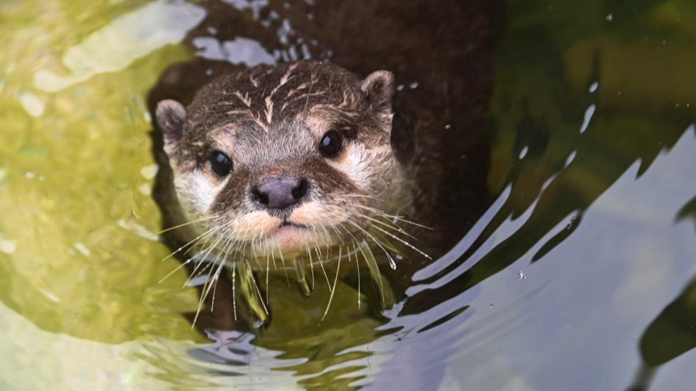 世界水獭日︱深圳野生动物园水獭享用“节日大餐”