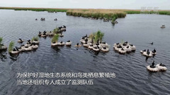 我国最大内陆淡水湖进入鸟儿繁殖季
