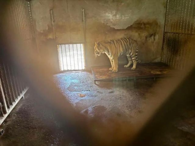 违规人工繁殖、生存条件恶劣，安徽阜阳野生动物园20只东北虎死亡
