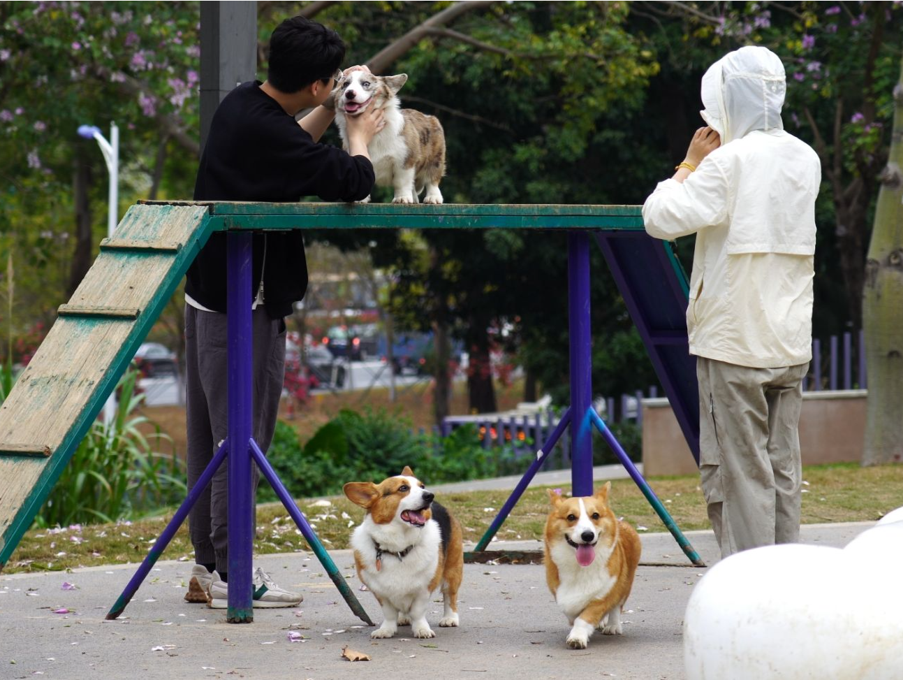 晶报特别报道｜5·29爱犬日，解锁深圳宠物友好空间
