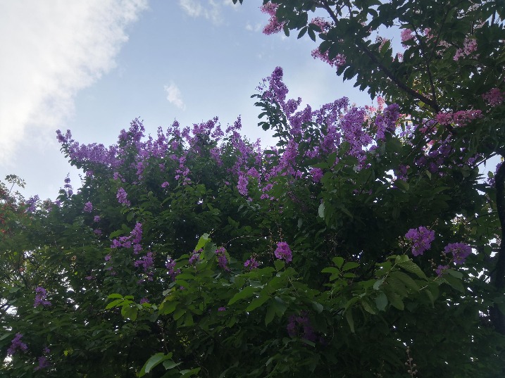 东莞草木记|大叶紫薇：碧树紫霞照深夏