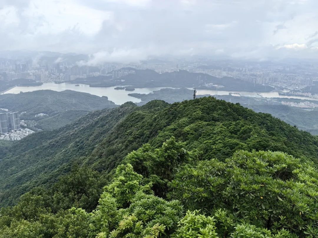 受天气影响，梧桐山风景区5月4日起闭园