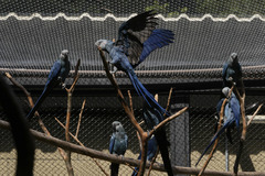 （外代一线）（7）巴西的斯比克斯金刚鹦鹉