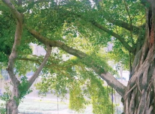 深圳这个婚姻登记处门口长了棵“夫妻树”！