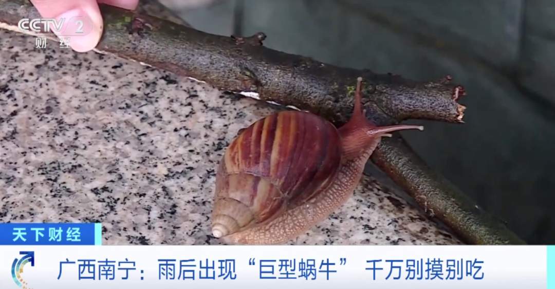小心雨后出现的“巨型蜗牛”！接触后或致头痛昏迷