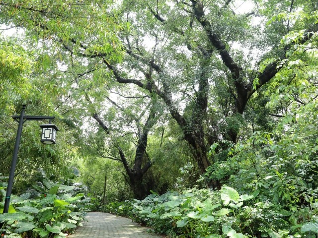 最高树龄超500岁！东莞3525株古树等你认捐