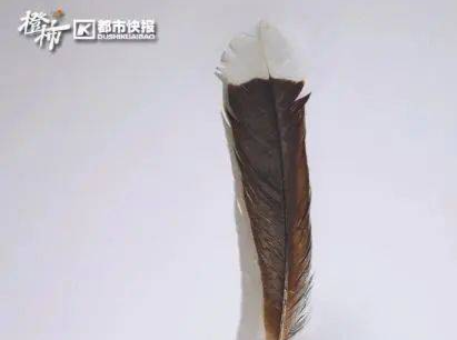 世界上最贵的一根毛：20多万元人民币