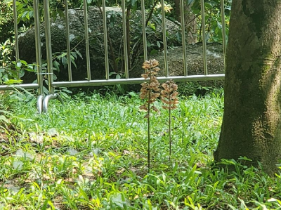 看！南山荔香公园有珍稀兰花，还是野生的