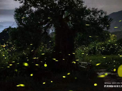 流莹若星！ 快来南澳西涌国际暗夜社区邂逅萤火虫群