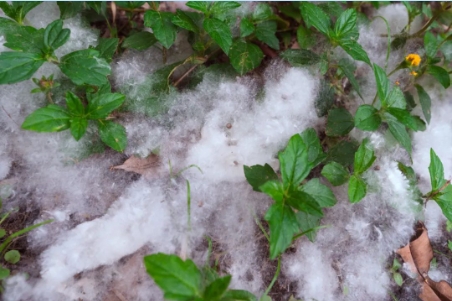 阿嚏🤧🤧深圳5月“飞雪”，竟是因为这个！