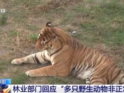 “动物园20只东北虎死亡”引热议，当地林业部门回应热点问题