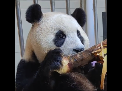 大熊猫“福宝”隔离检疫生活即将期满，将择机与公众见面