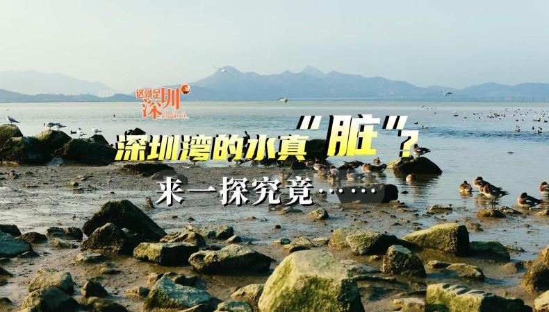 这就是深圳 | 深圳湾的水真“脏”？来一探究竟……