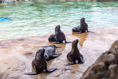 （重复）第24个国际生物多样性日，珠海长隆2024级海狮海象幼儿园开园
