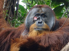 （外代一线）（1）红毛猩猩外敷内服草药治愈伤口