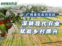 乡村振兴在行动丨广西兴宾区：深耕现代农业 赋能乡村振兴