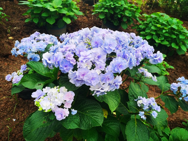 五一·进莞来｜到香遇百花园，“绣”出花样年华