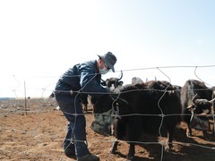 我在草原“养”牛羊——青年学生把论文写在青藏高原上