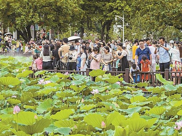 2024深圳荷花赏暨第二届荷美生活月明起开幕 将举办百余项活动