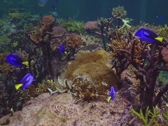 探索海底世界 邂逅珊瑚秘境