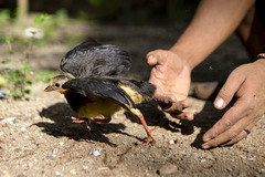 一周看天下丨印度尼西亚：保护濒危鸟类塚雉