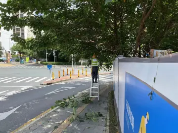 东晓街道高效解决树枝妨碍通行问题