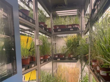 研究成果登上《自然（Nature）》！深圳科学家破解小麦百年种质多样性取得新突破