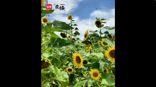 在场｜陌上花开，深圳这片超大向日葵花海，你打卡了没？