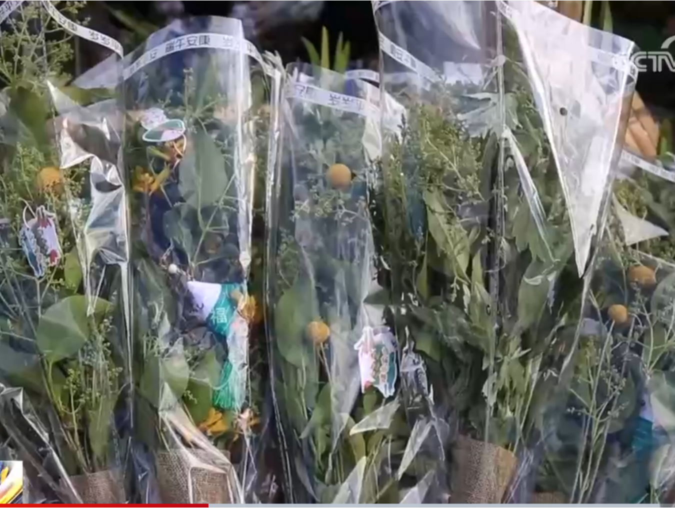端午节有了新的打开方式 艾草也可以“小清新”