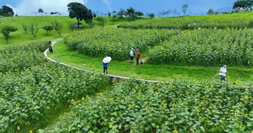 醉人画卷！石岩街道陌上花公园向日葵花海盛开