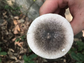 ▲灰花纹鹅膏