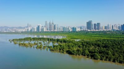 深圳四季酒店携手红树林基金会展开系列环保公益活动  