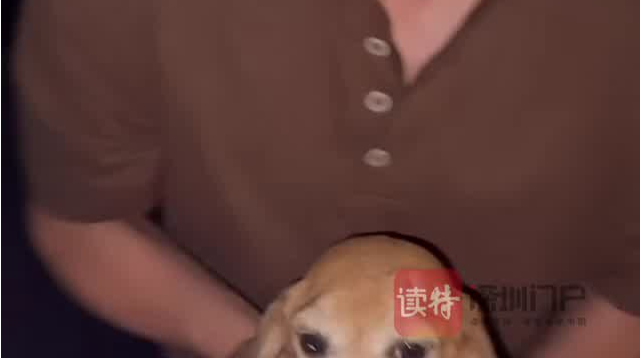 杜江霍思燕夫妇收养疑似实验犬 狗狗肚子有刀疤脾脏缺失